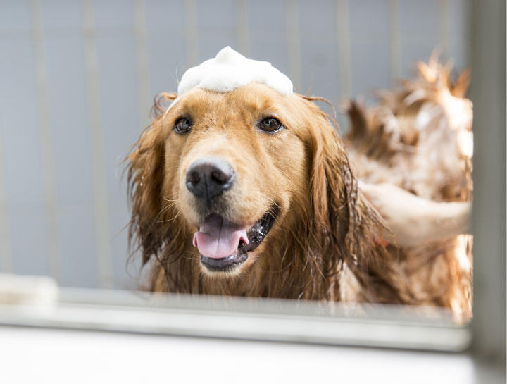 Dog Groomers in Sanford