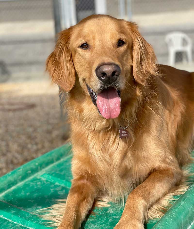 Canine Boarding Facility