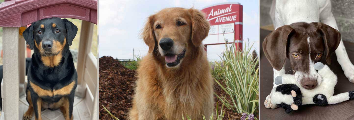 Doggie daycare 2024 of fayette