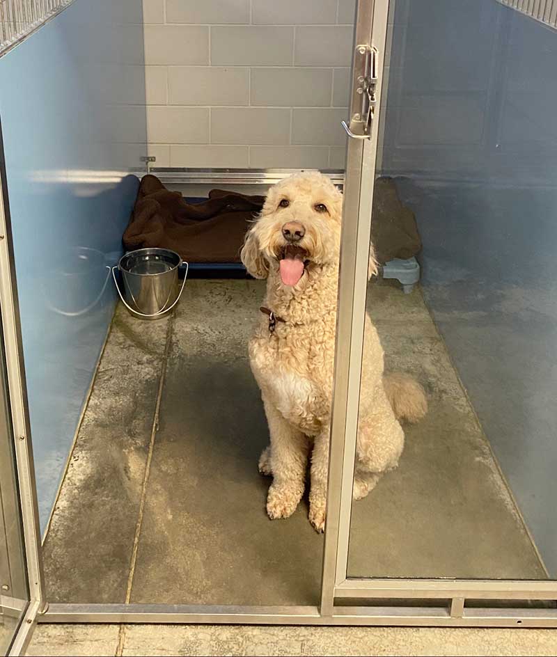 Sanford Canine Boarding Dog Kennels