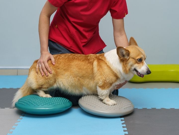 Canine Strength and Conditioning